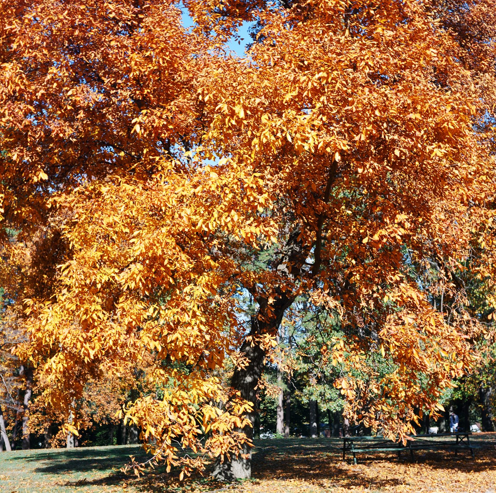 Forest Hill Long Walk